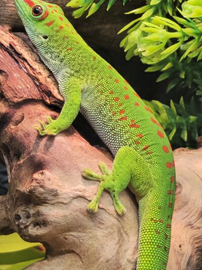 Gecko