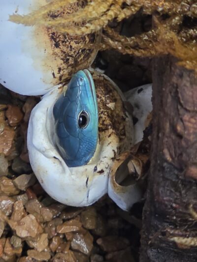 Lizards
