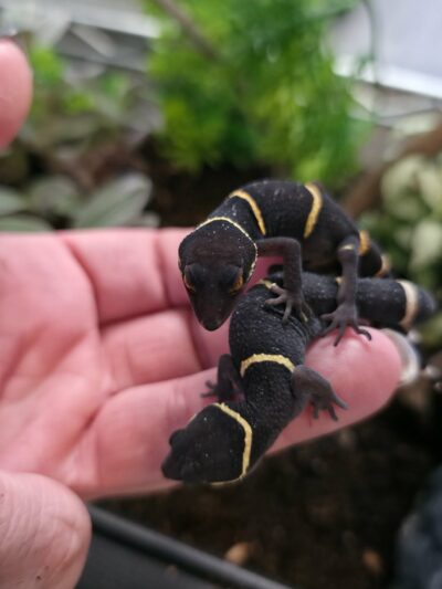 Chinese Cave Gecko