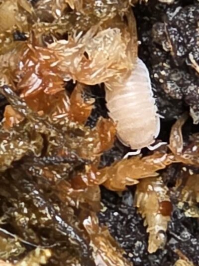 Isopod - Papaya 10ct
