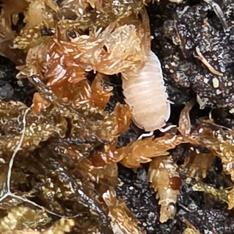 Isopod - Papaya 10ct