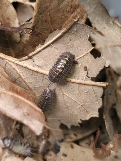 Isopod - Armadilidium Vulgare x Wild - 10ct