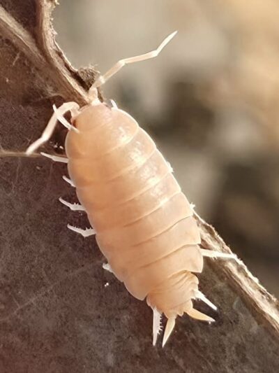 Isopod - Powder Orange - 25ct