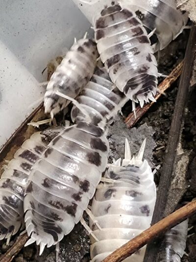 Isopod - Dairy Cow - 10ct
