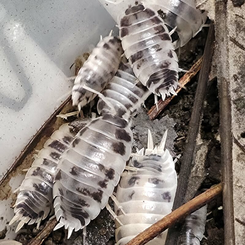 Isopod - Dairy Cow - 10ct