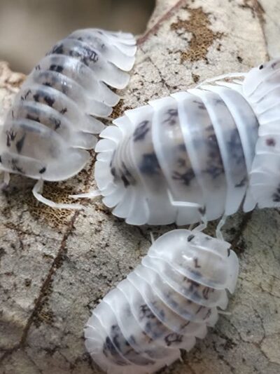 Isopod - Shiro Utsuri “Samurai Soldier” - 10ct