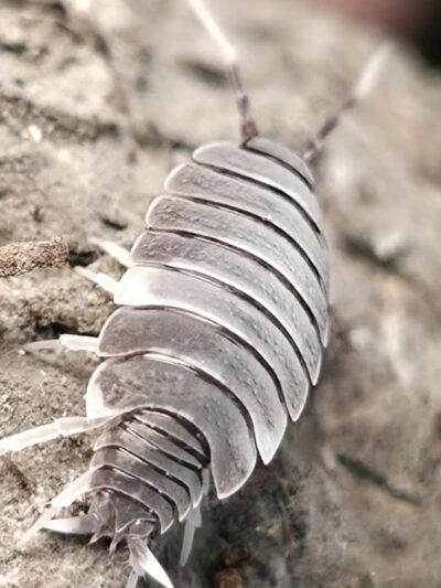 Isopod - Oreo Crumble - 10ct