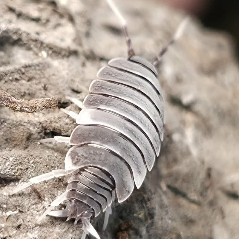 Isopod - Oreo Crumble - 10ct