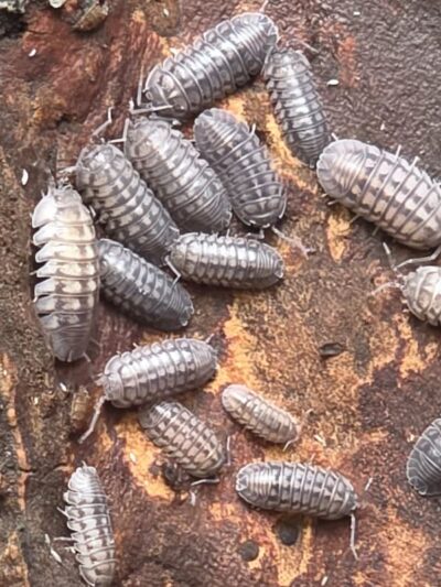 Isopod - Armadilium NaSatum xWild - 20ct