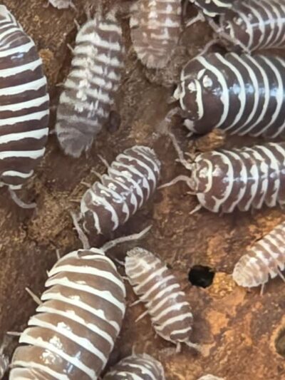 Isopod - Chocolate Zebra - 10ct