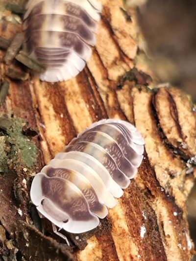 Isopod - Cappucino - 10ct