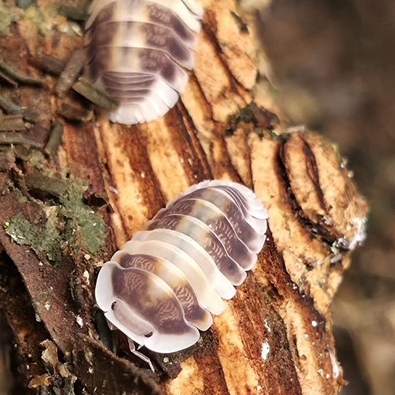 Isopod - Cappucino - 10ct