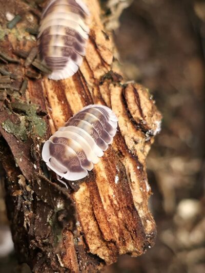 Isopod - Cappucino - 10ct