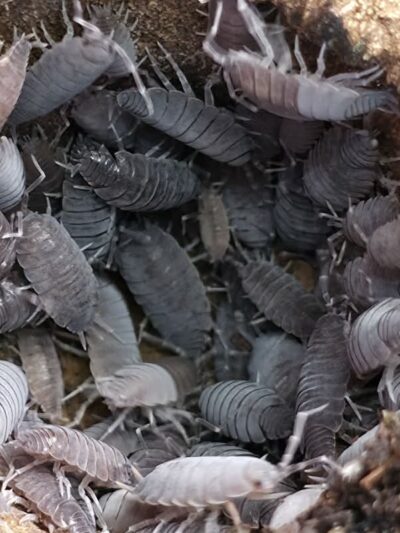 Isopod - Powder Blue - 25ct