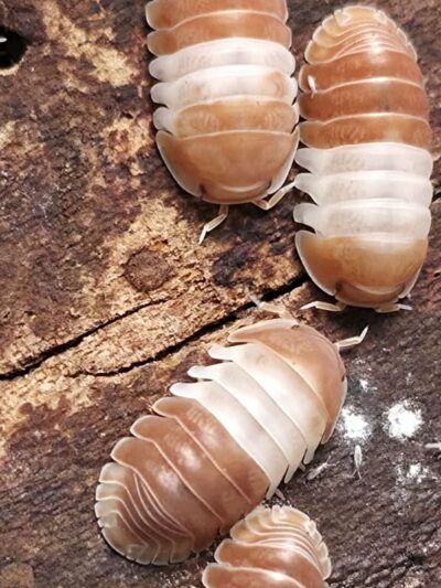 Isopod - Red Panda - 10ct
