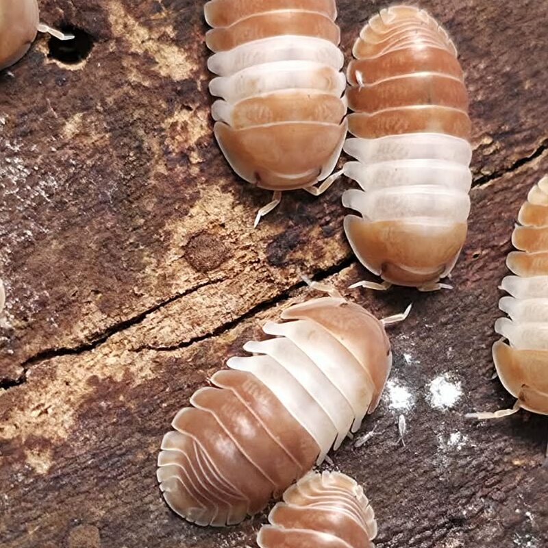 Isopod - Red Panda - 10ct