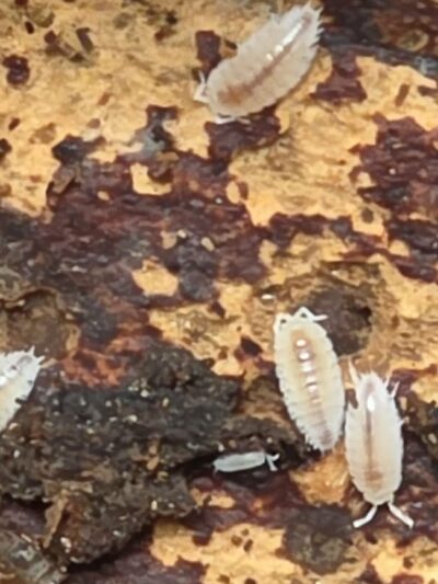 Isopod -Dwarf White - 25+ct