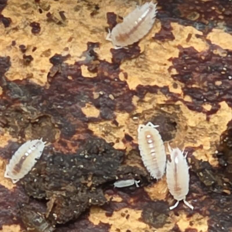 Isopod -Dwarf White - 25+ct