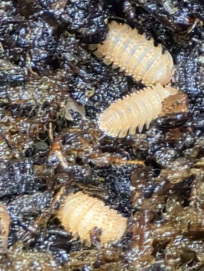 Isopod - Pineapple Spikey - 10ct