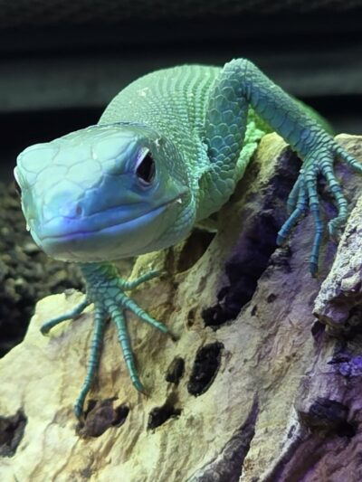 Green Keled Belly Lizards